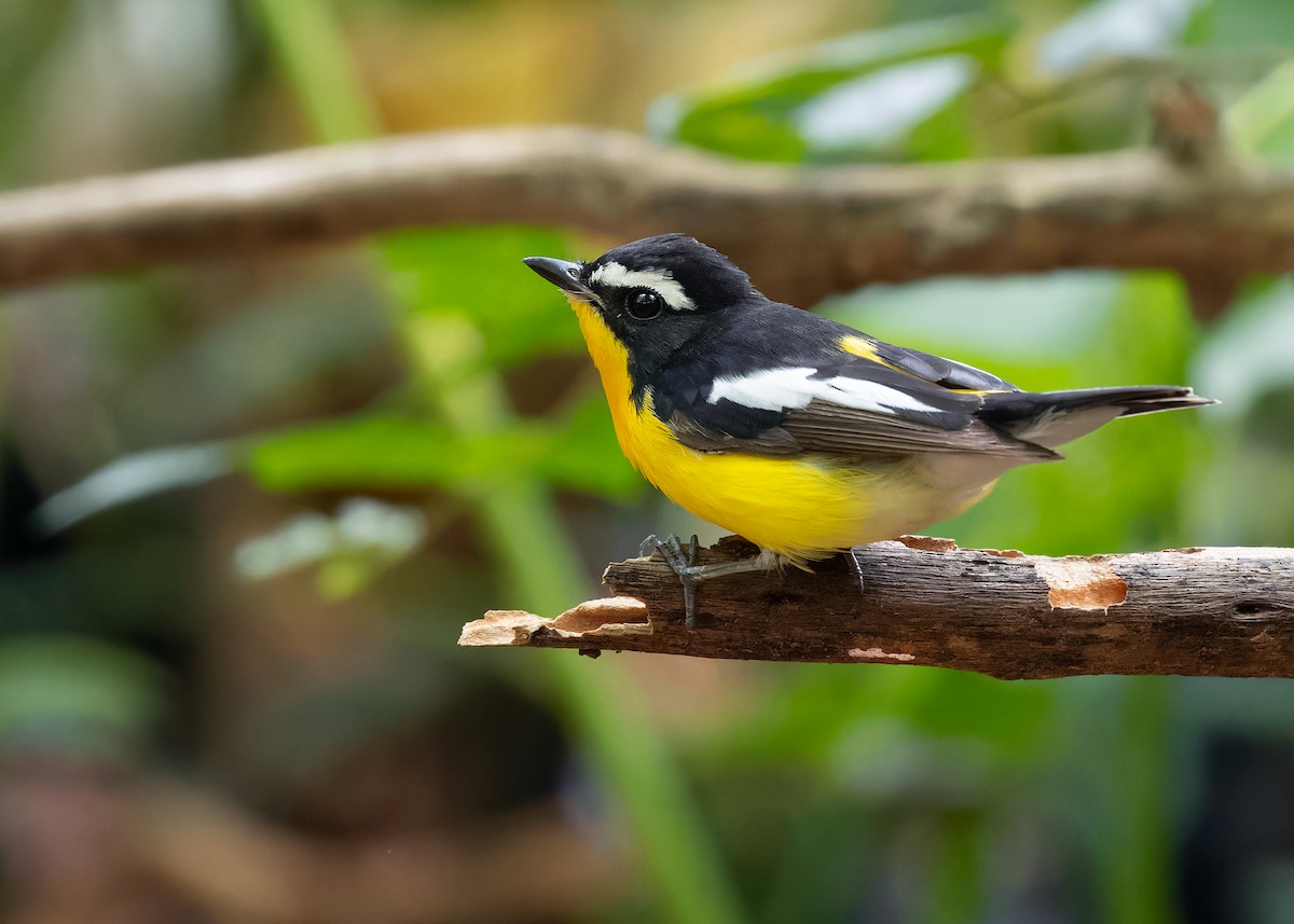 Yellow-rumped Flycatcher - ML598386411