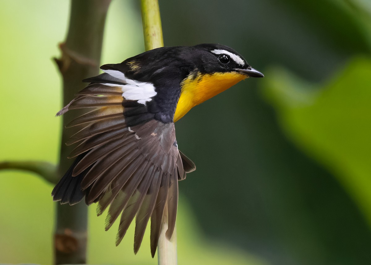 Гуулин намнаа - ML598386421