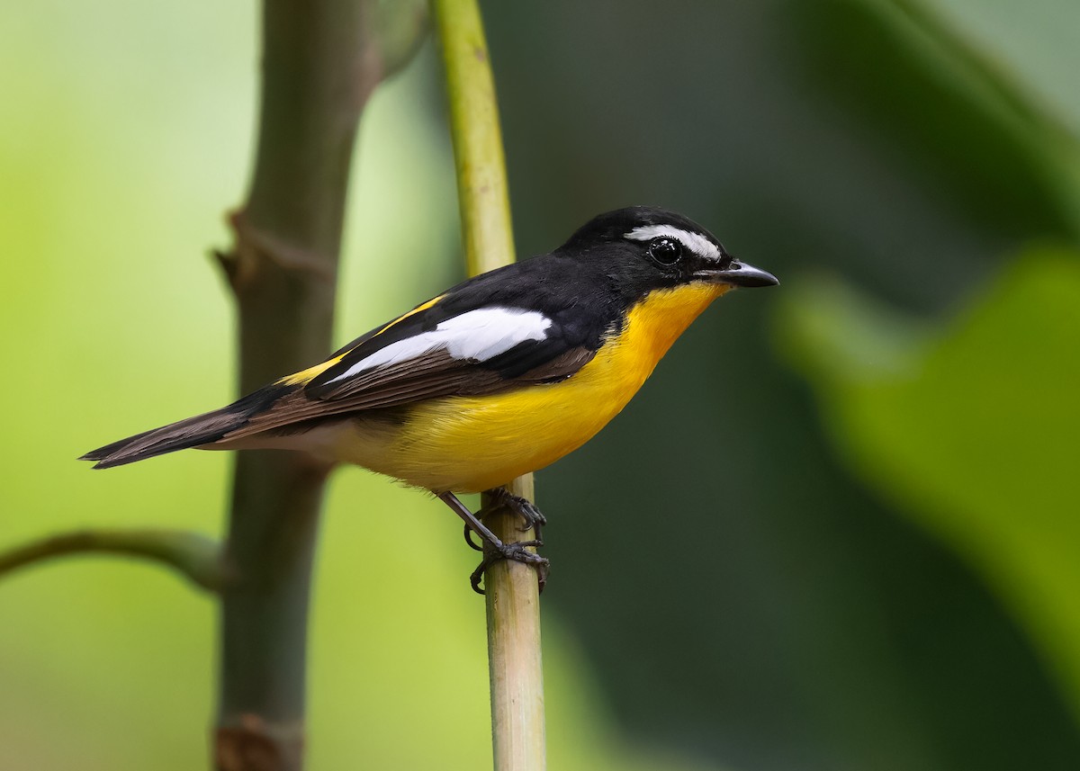 Гуулин намнаа - ML598386431