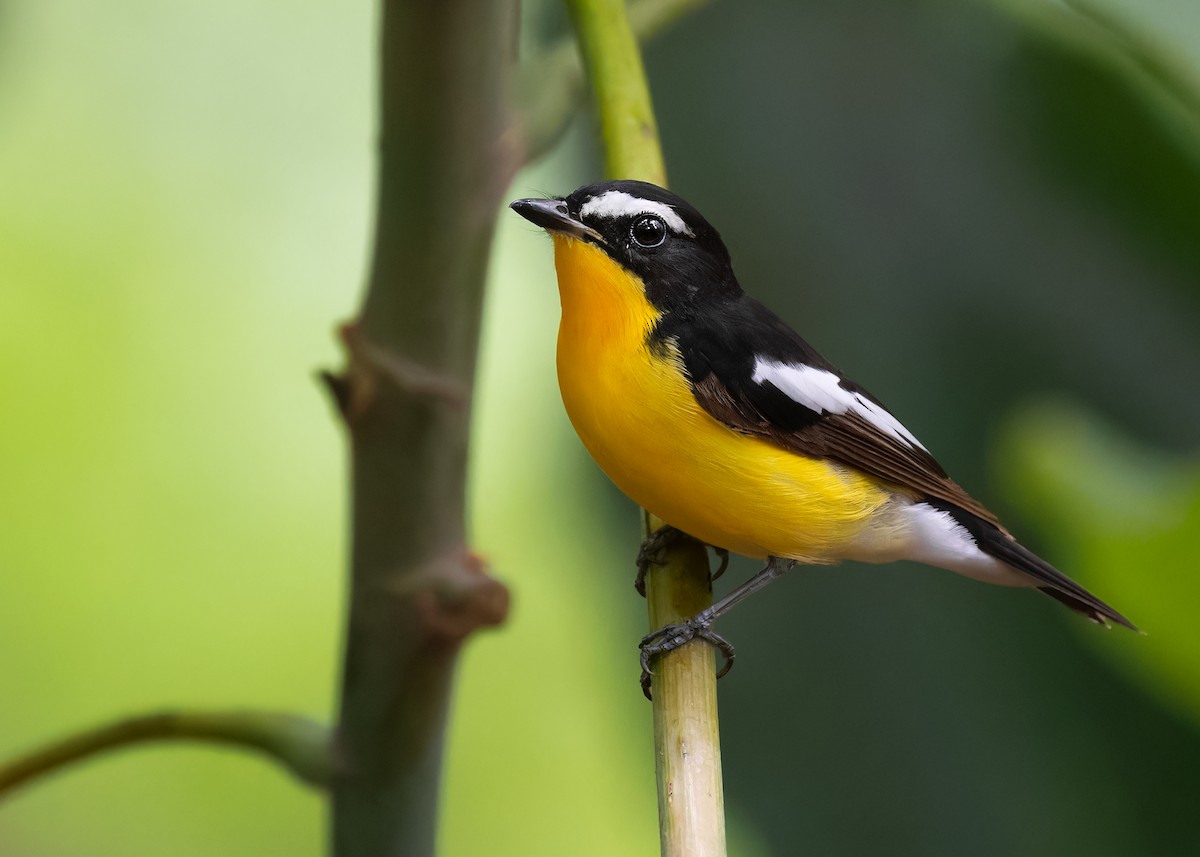 Гуулин намнаа - ML598386441