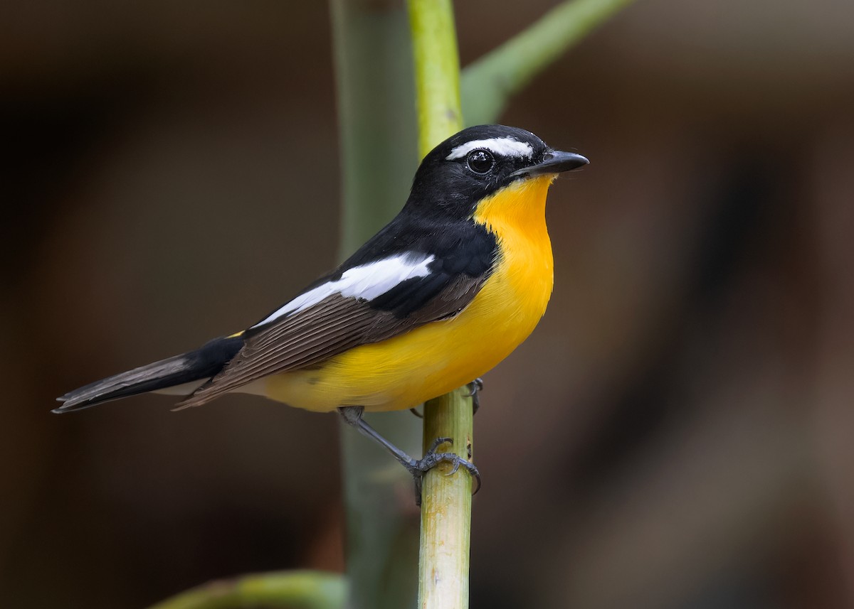 Гуулин намнаа - ML598386451