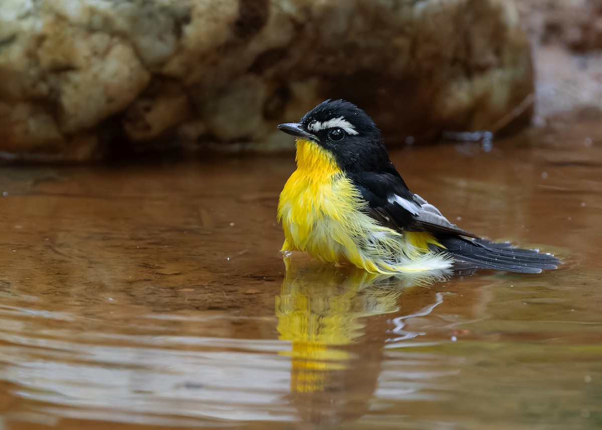 Гуулин намнаа - ML598386461