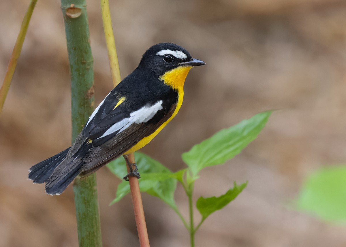 Гуулин намнаа - ML598386471