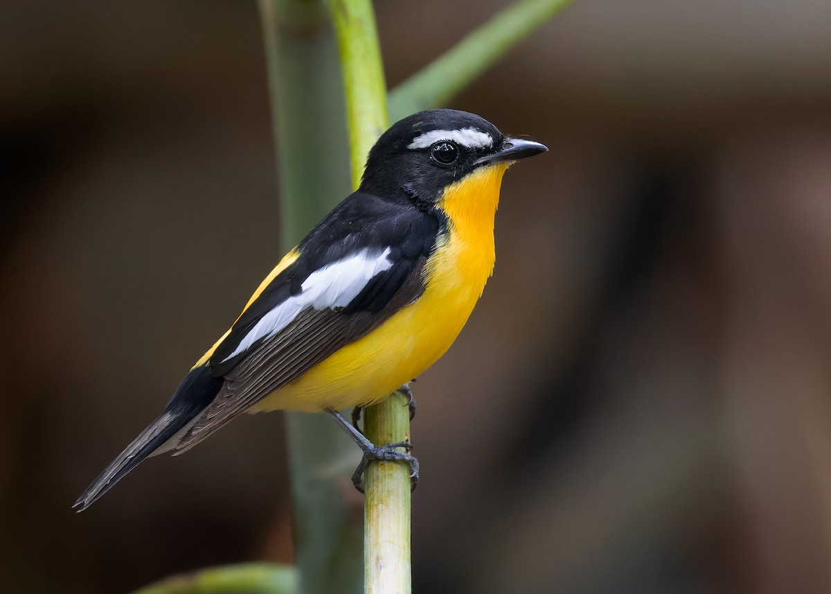 Гуулин намнаа - ML598386481