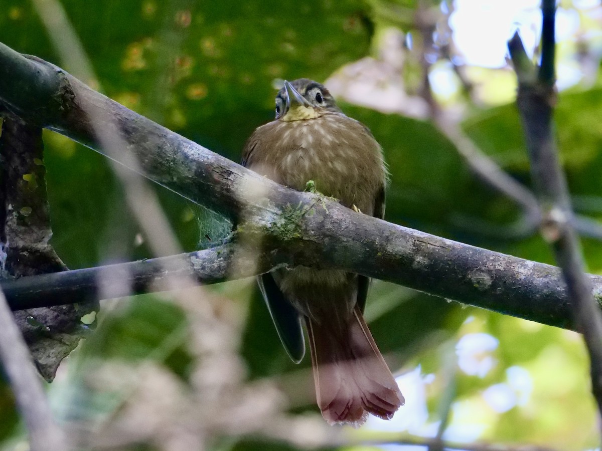 Rufous-tailed Foliage-gleaner - ML598389491