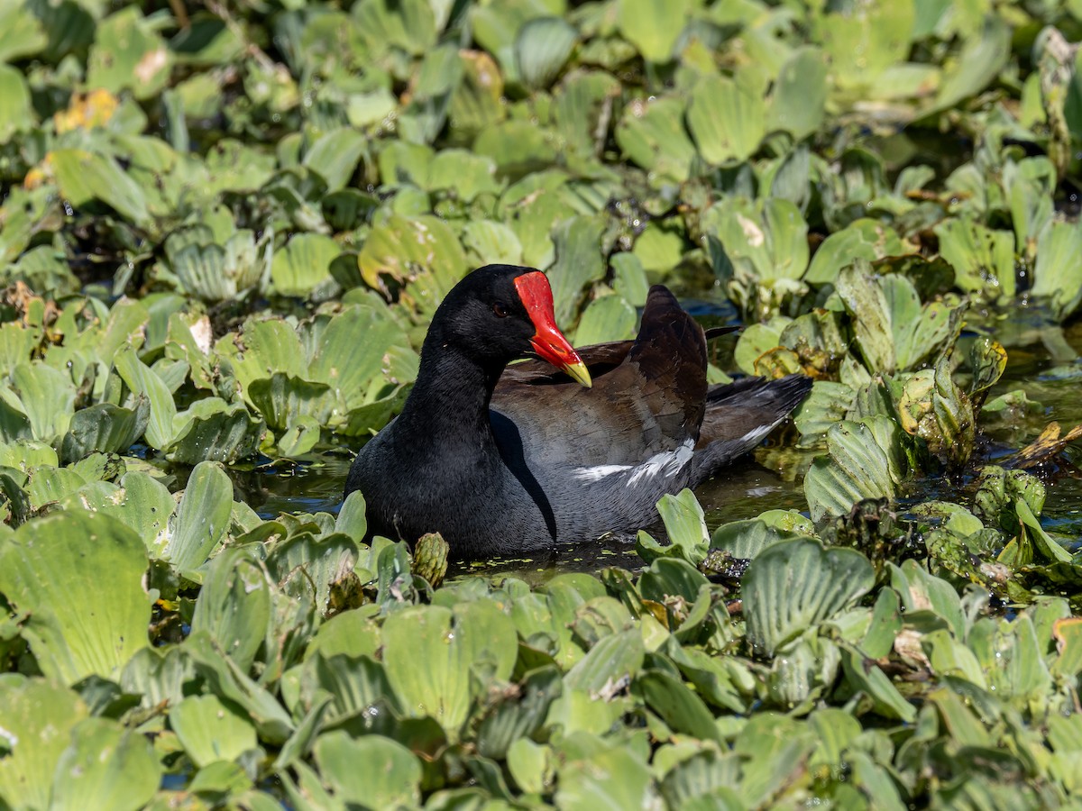 Common Gallinule - Brian Miller