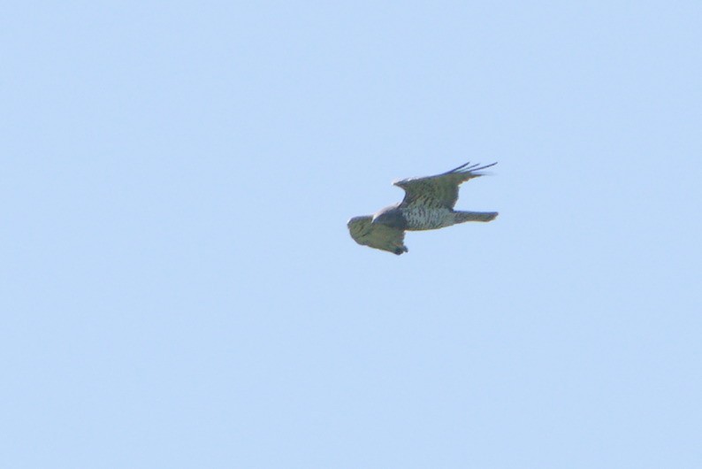 Short-toed Snake-Eagle - ML598390611