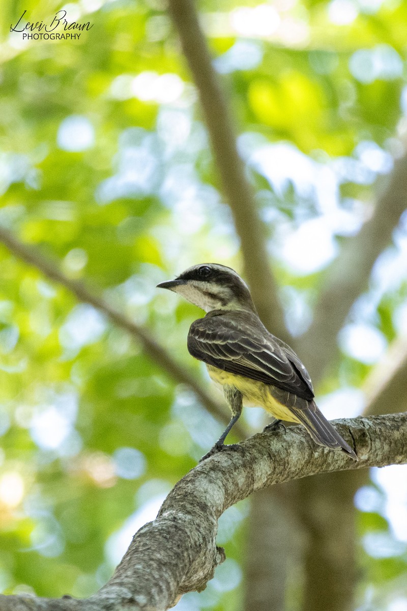 Piratic Flycatcher - ML598390811