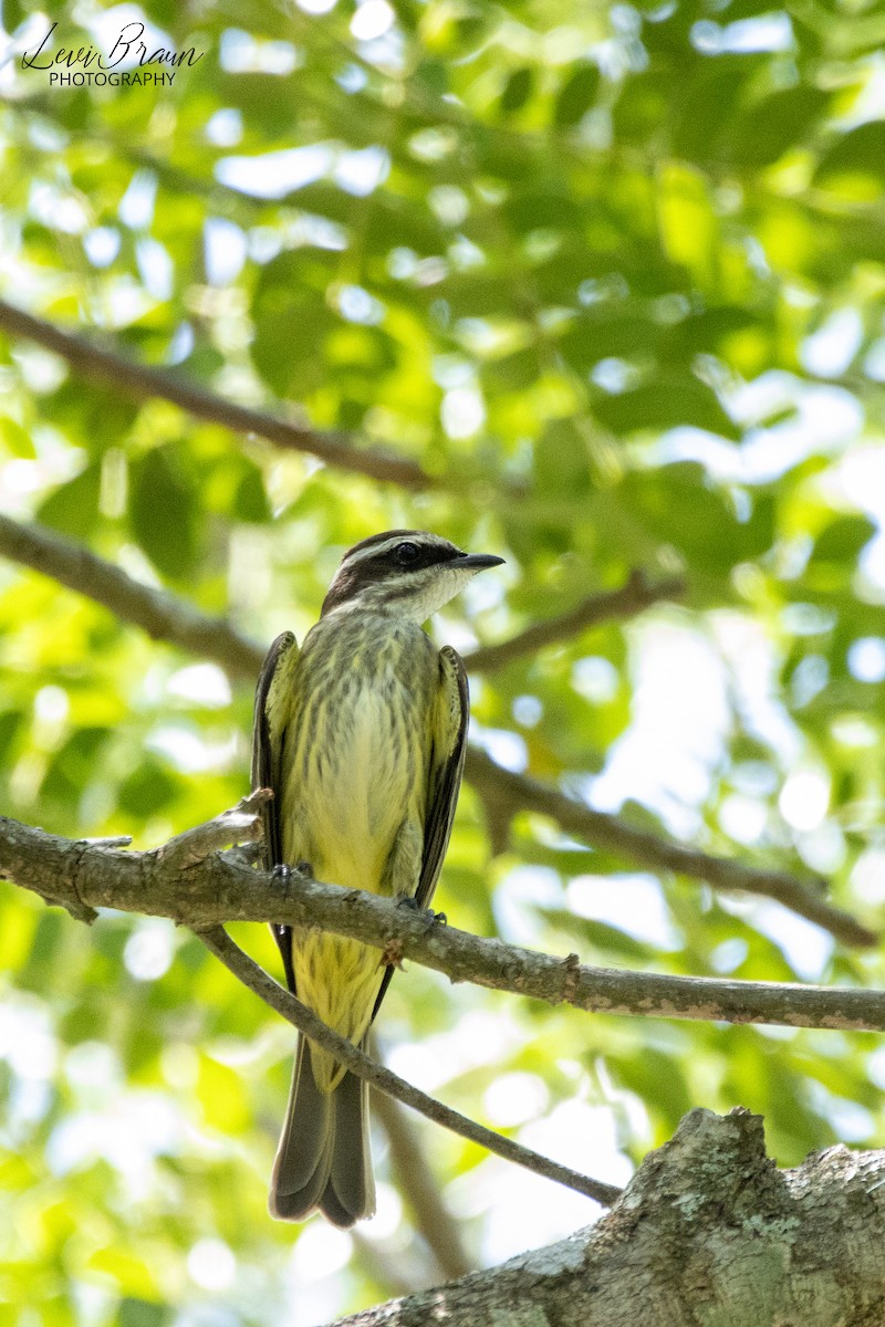 Piratic Flycatcher - ML598390821