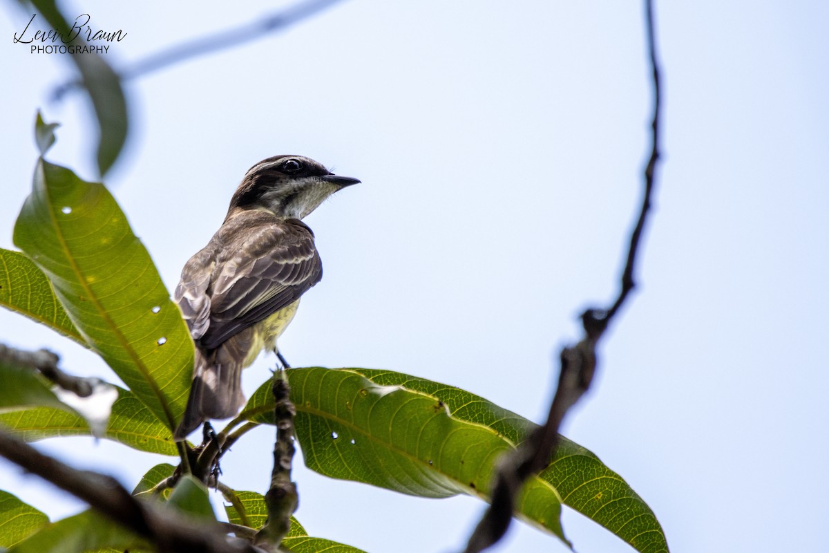 Piratic Flycatcher - ML598391071