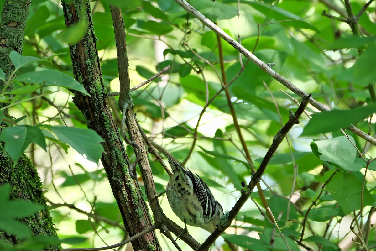 Black-and-white Warbler - ML598391461