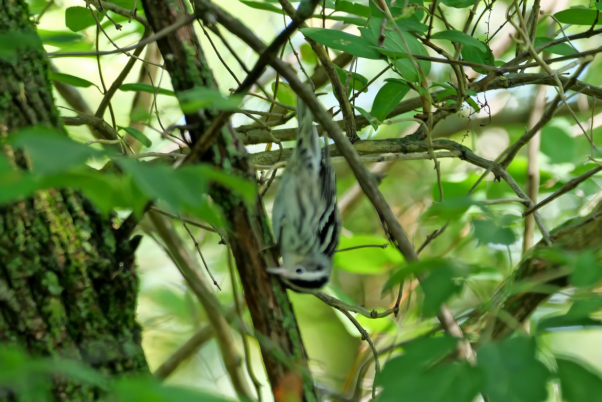 Black-and-white Warbler - ML598391471