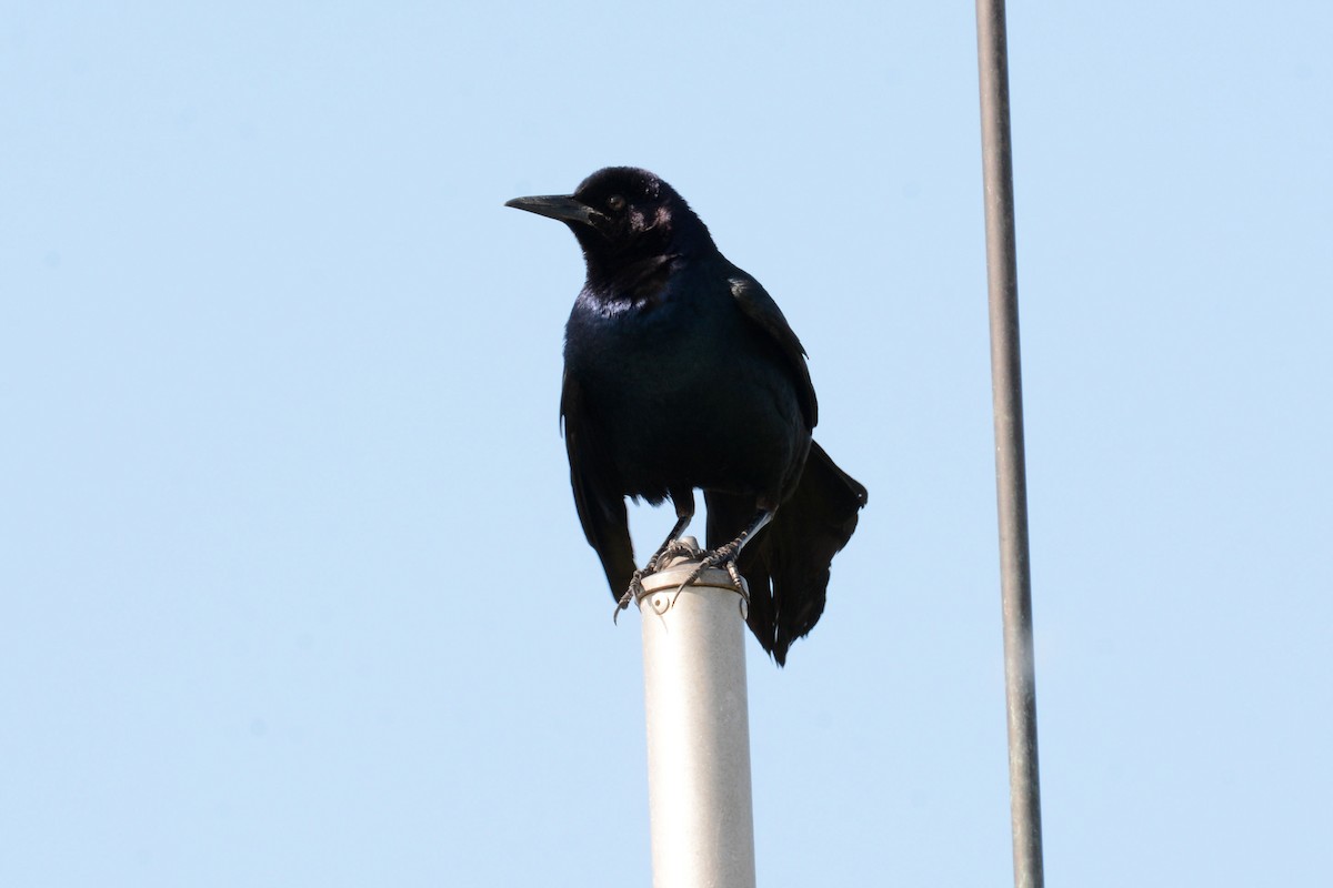 Boat-tailed Grackle - ML59839171