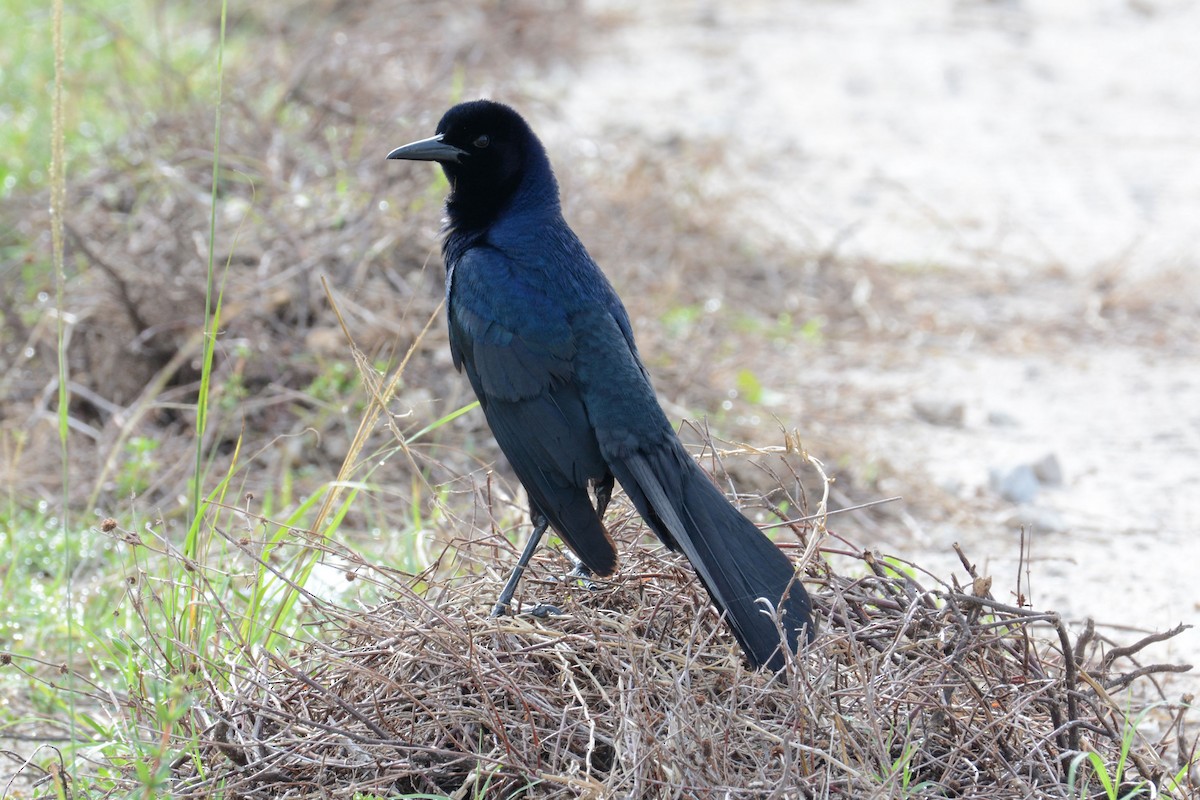 Boat-tailed Grackle - ML59839201