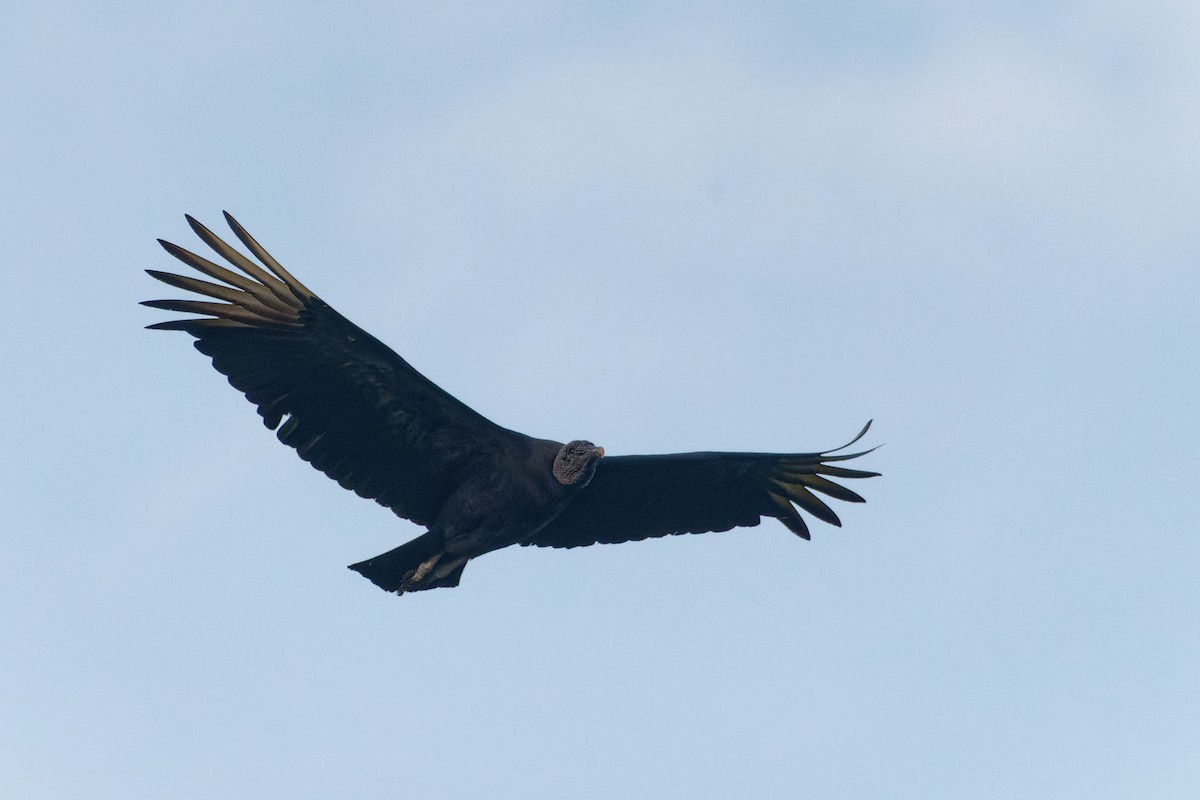 Black Vulture - ML598392351