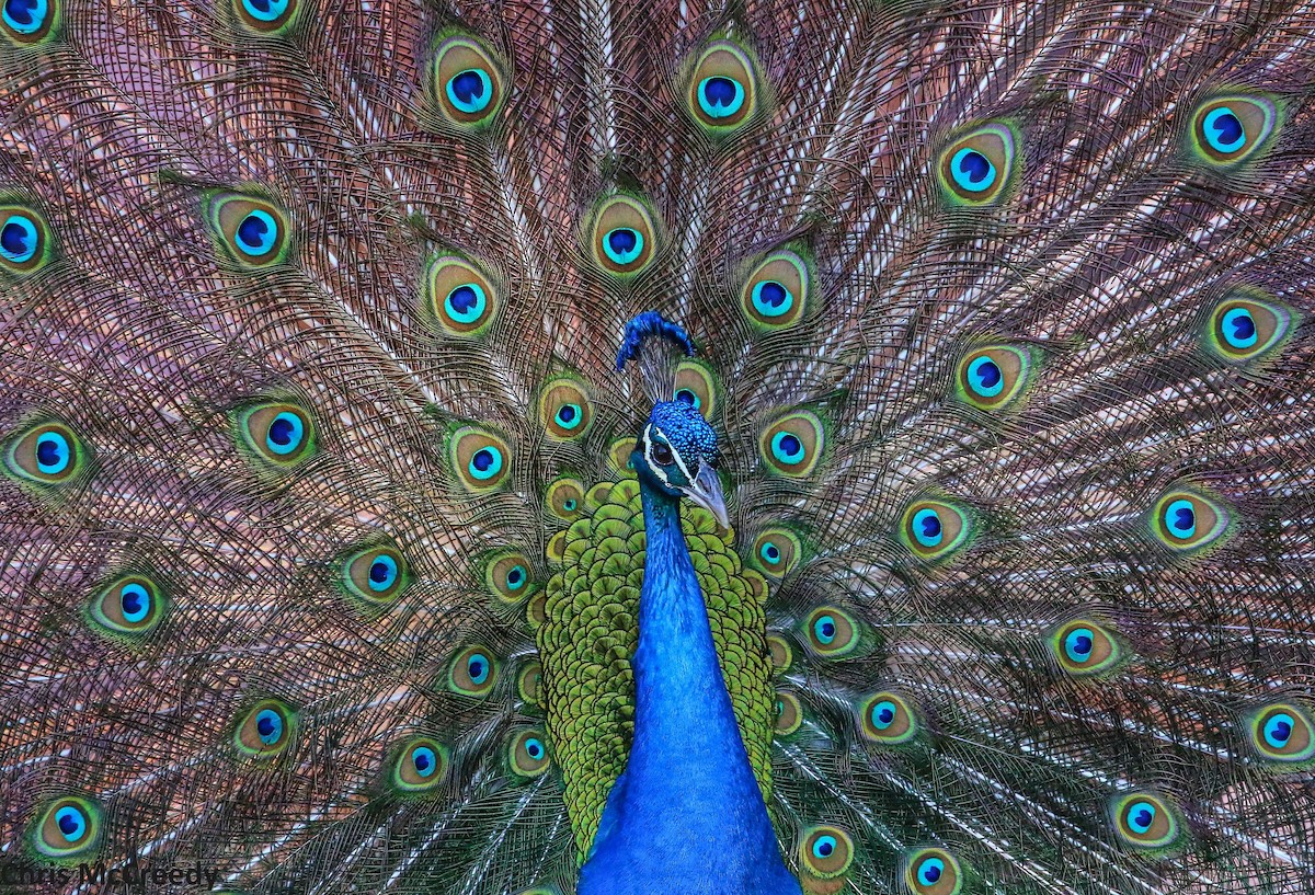 Indian Peafowl (Domestic type) - ML59839491