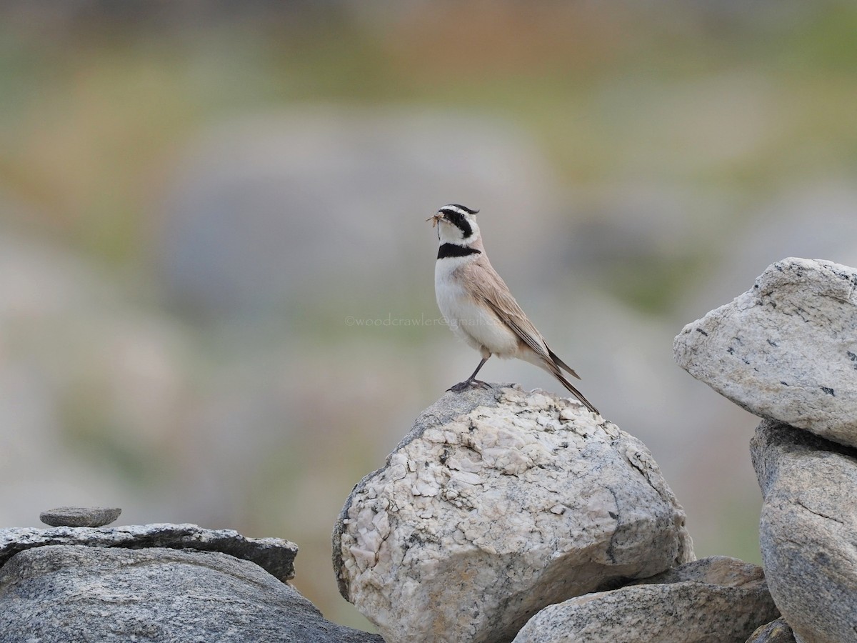 Horned Lark - Rajesh Radhakrishnan