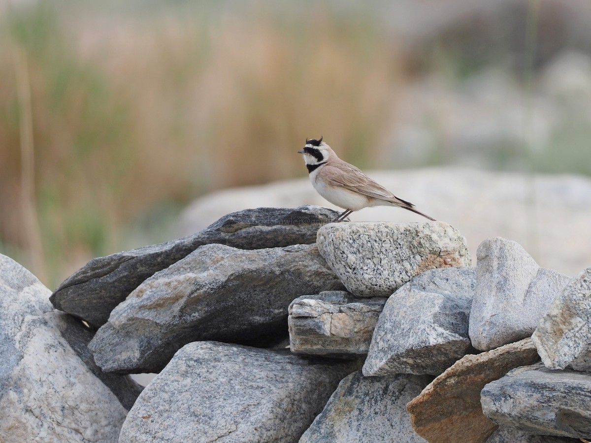 Horned Lark - Rajesh Radhakrishnan