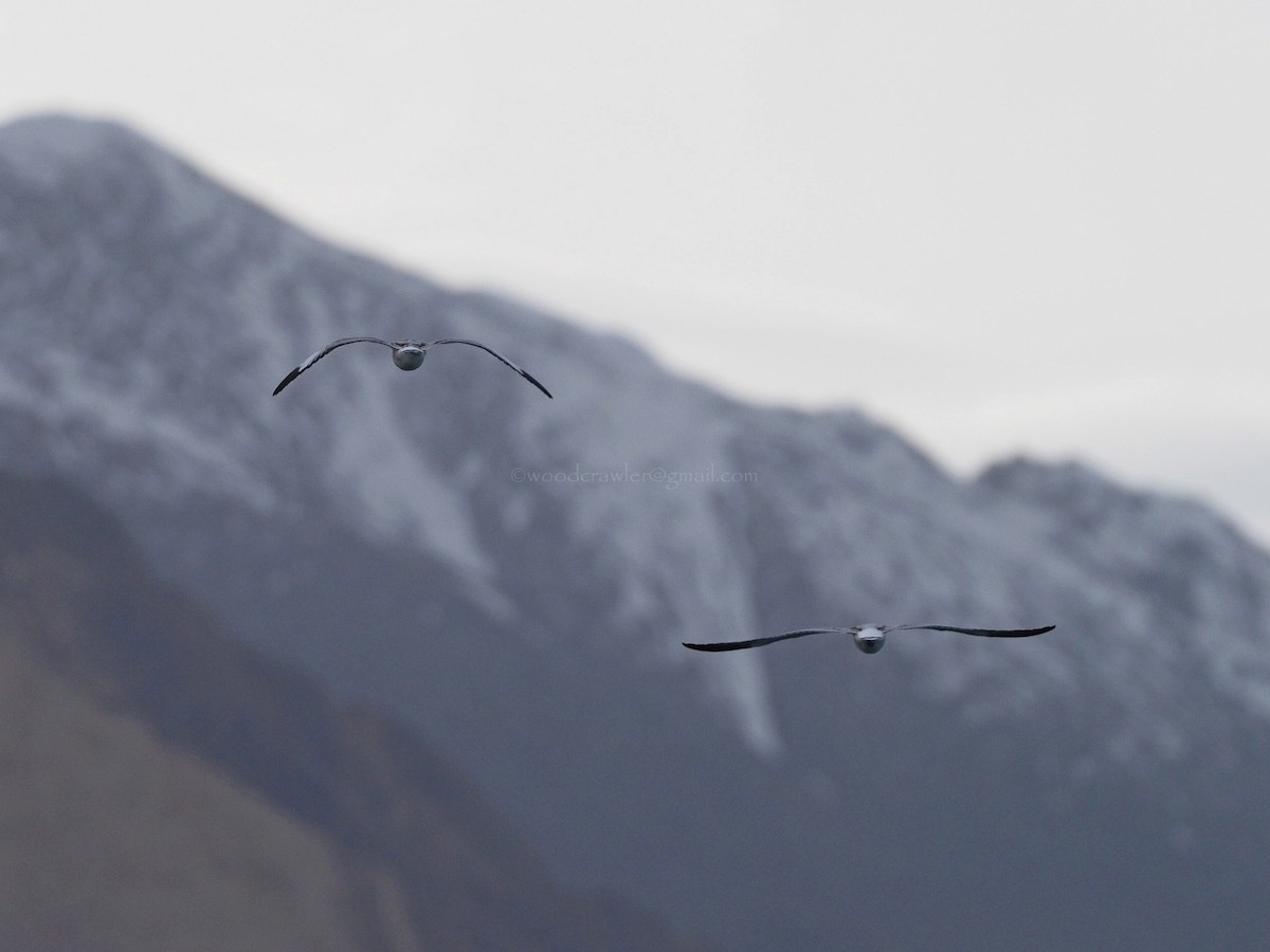 Mouette du Tibet - ML598396291