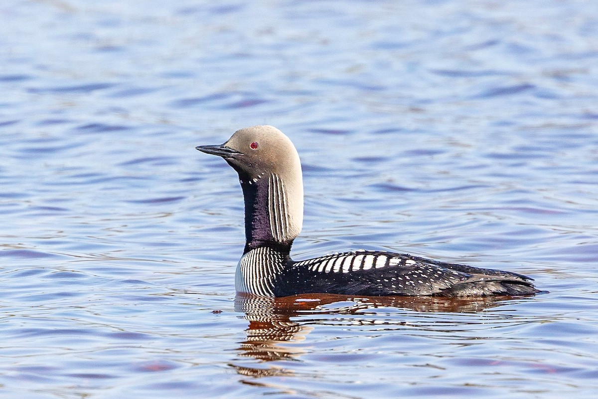 Pacific Loon - ML598396351