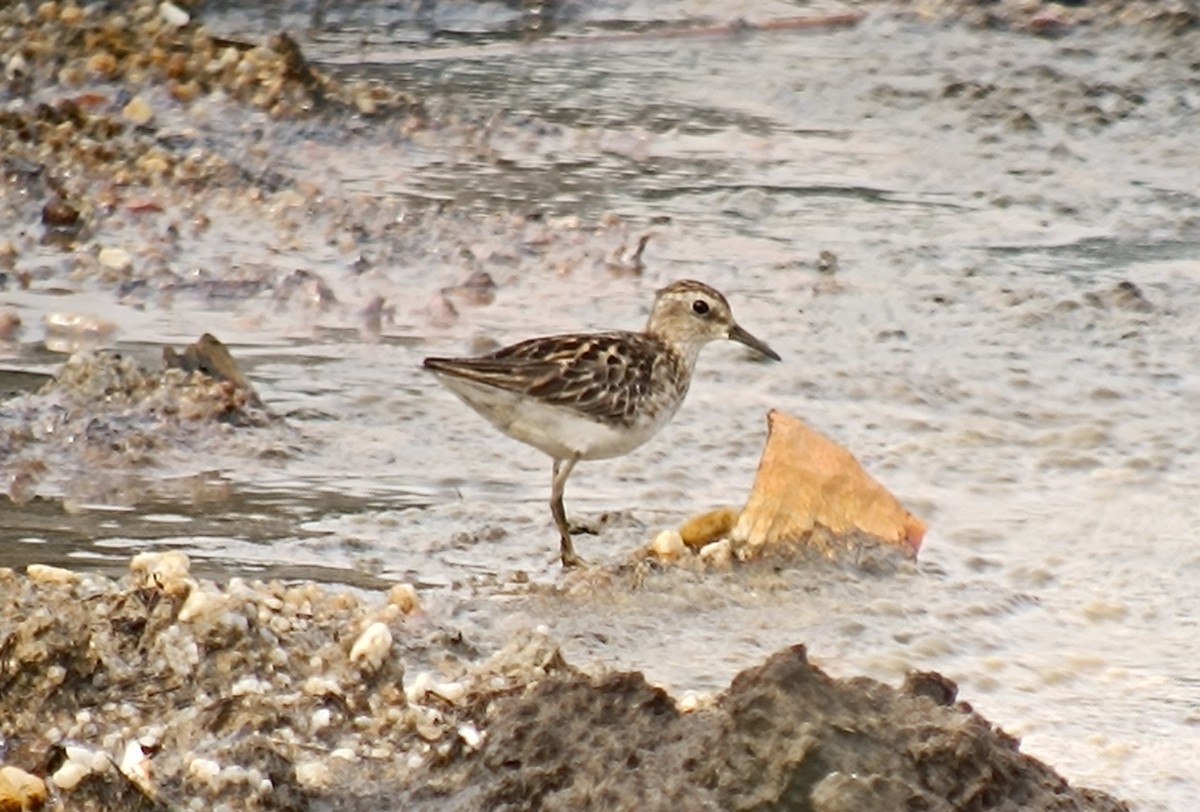 Langzehen-Strandläufer - ML598396971