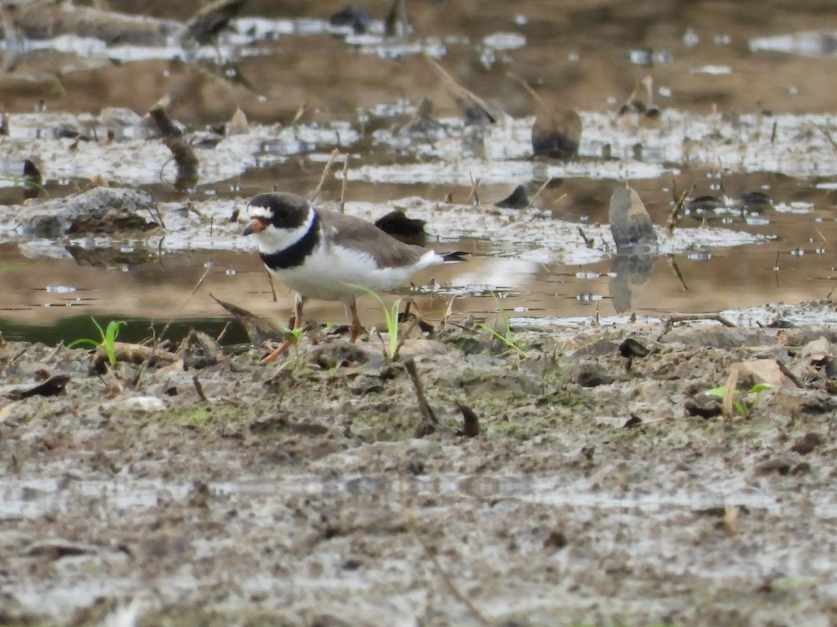 Semipalmated Plover - ML598397651