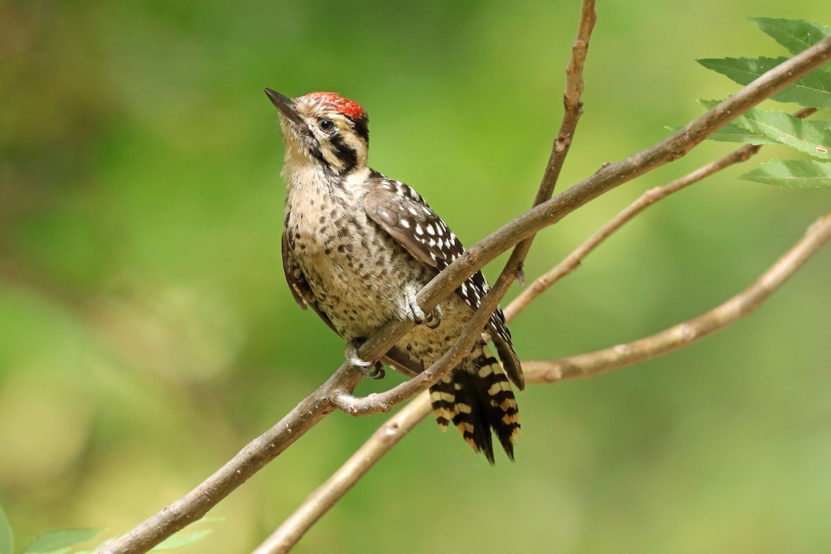 Ladder-backed Woodpecker - Cindy Krasniewicz