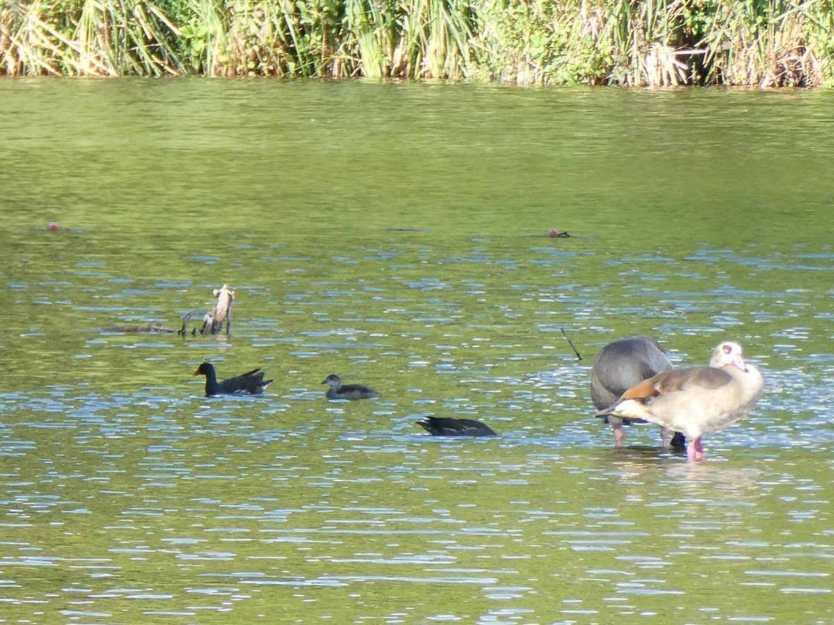 Eurasian Moorhen - ML598398221