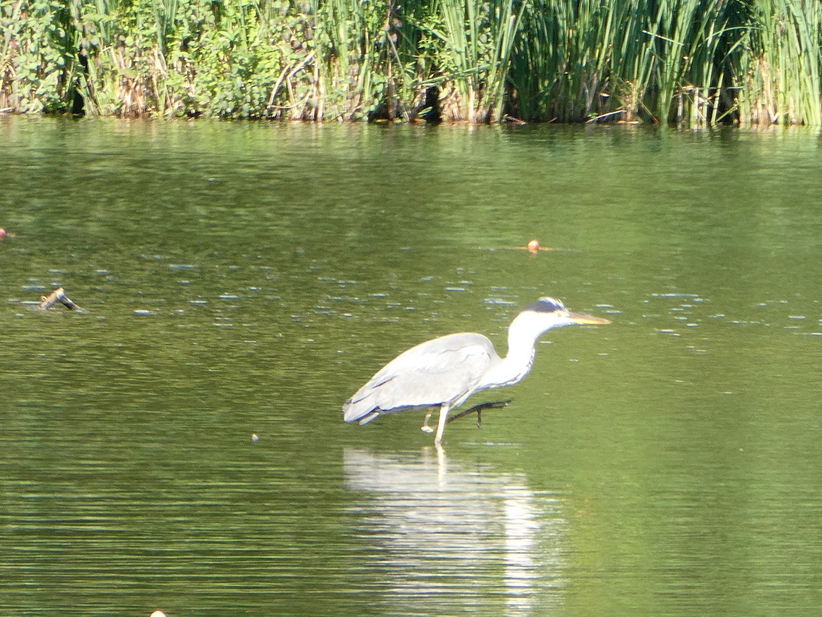 Gray Heron - Farshad Pourmalek