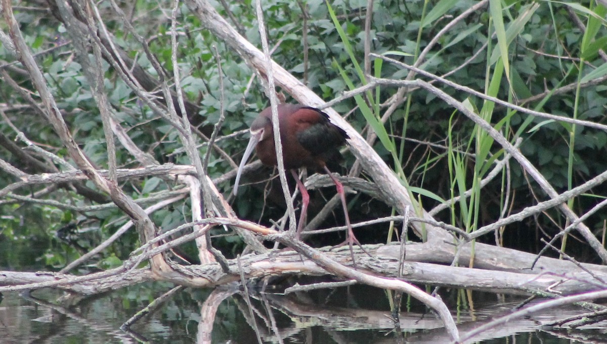 White-faced Ibis - ML59839861