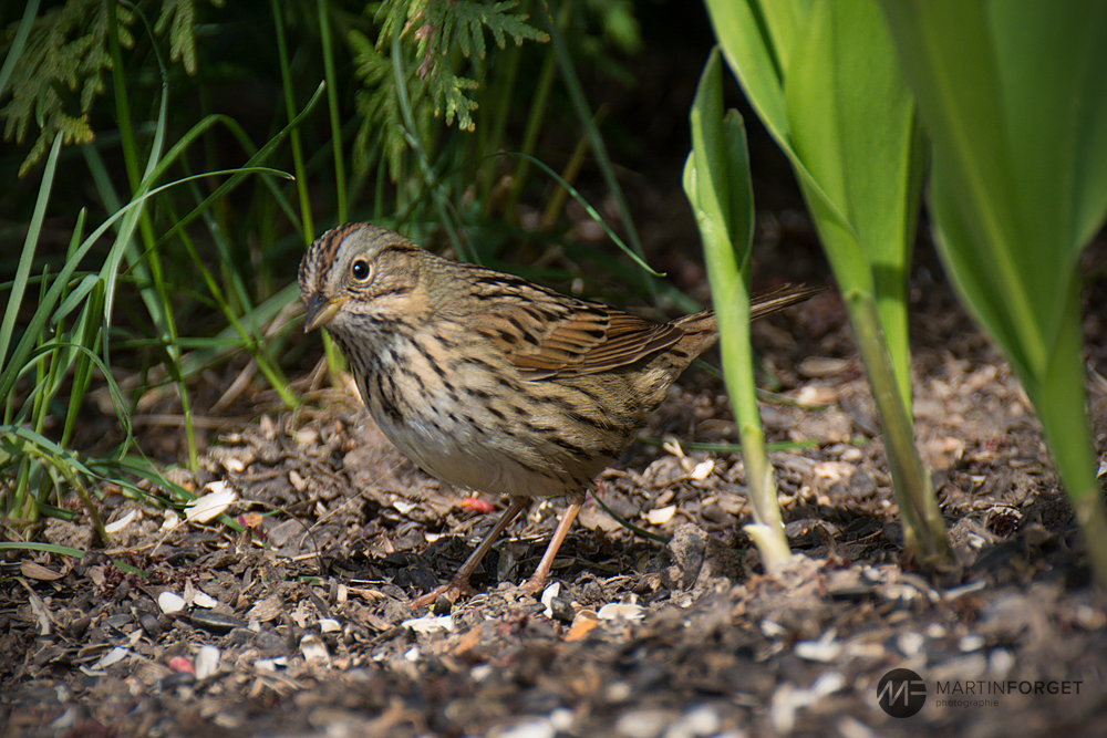 Lincoln's Sparrow - ML59839871