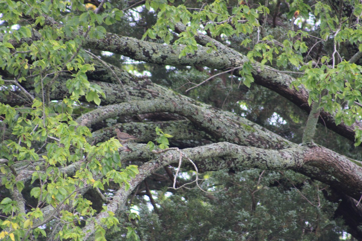 Mourning Dove - ML598398721