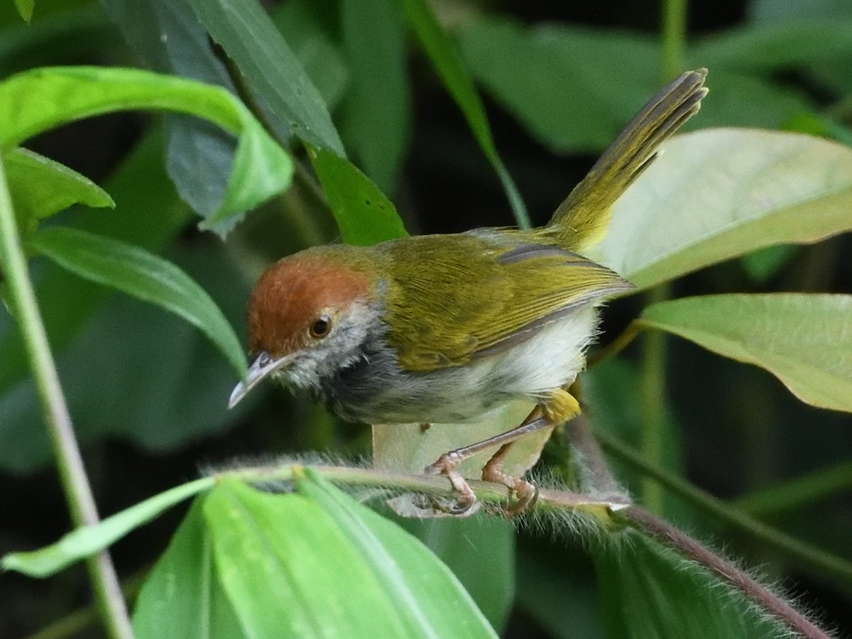 Dark-necked Tailorbird - Mike Chen