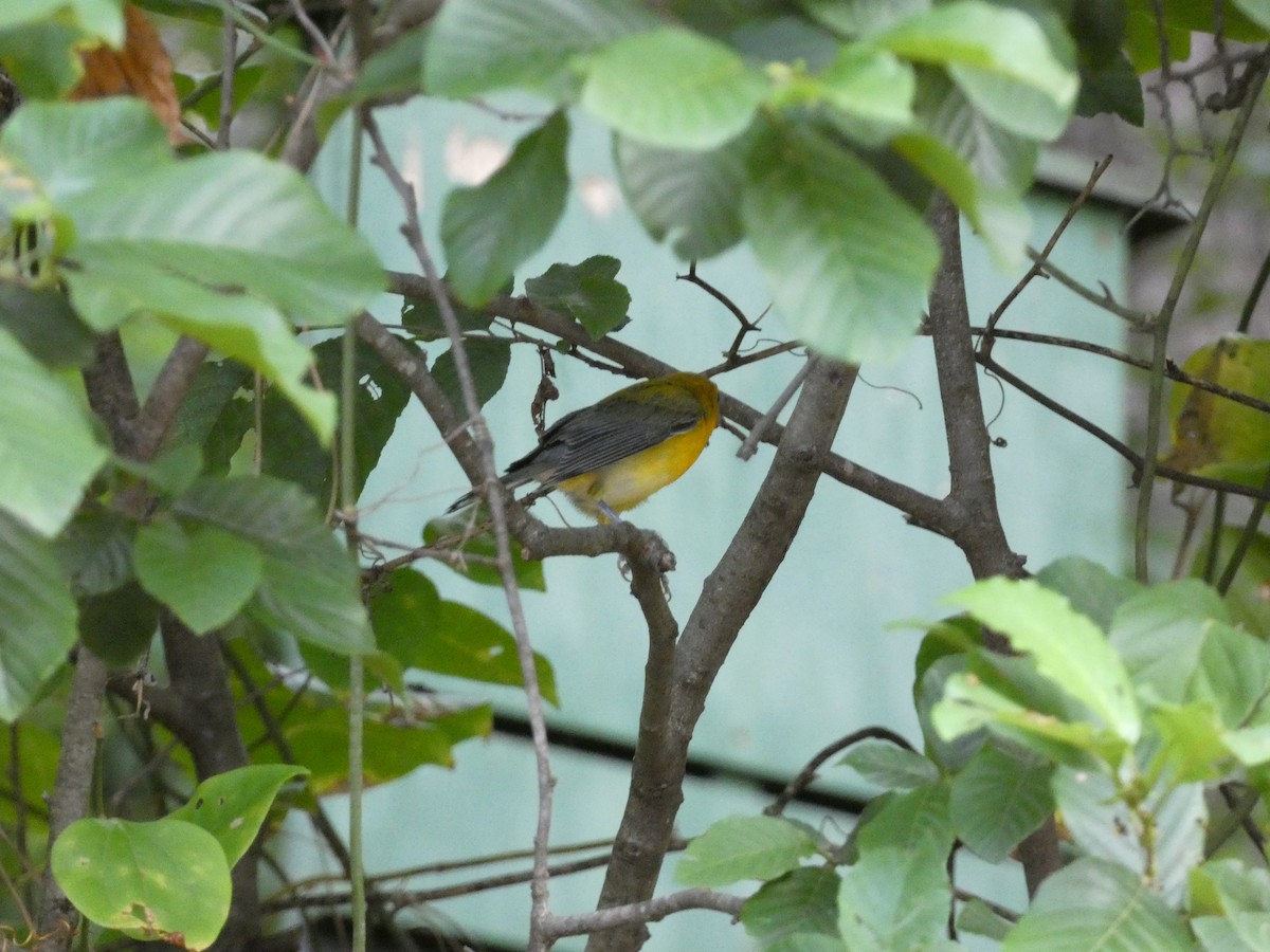 Prothonotary Warbler - ML598400581