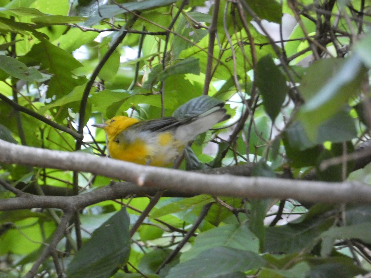 Prothonotary Warbler - ML598400591