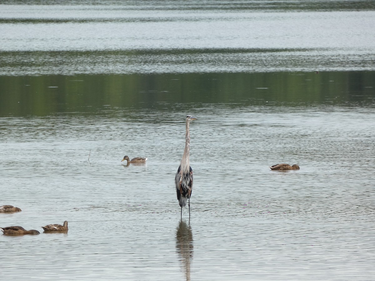 Great Blue Heron - ML598400701