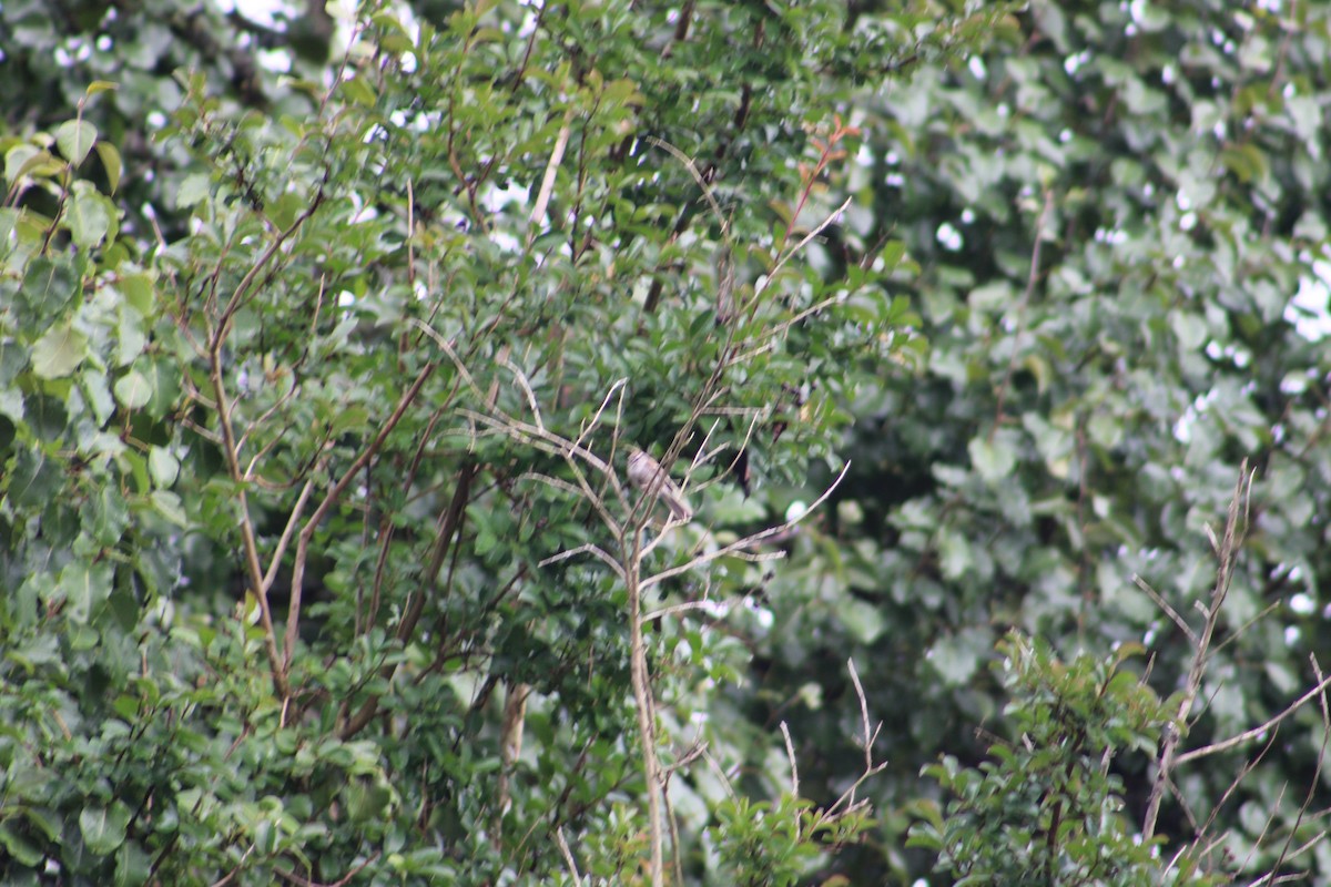 Chipping Sparrow - ML598400811