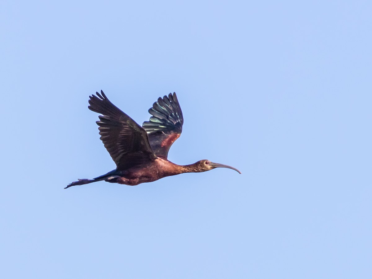 White-faced Ibis - ML598401911