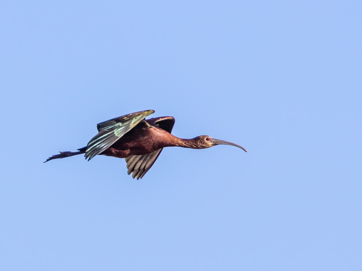 ibis americký - ML598401931