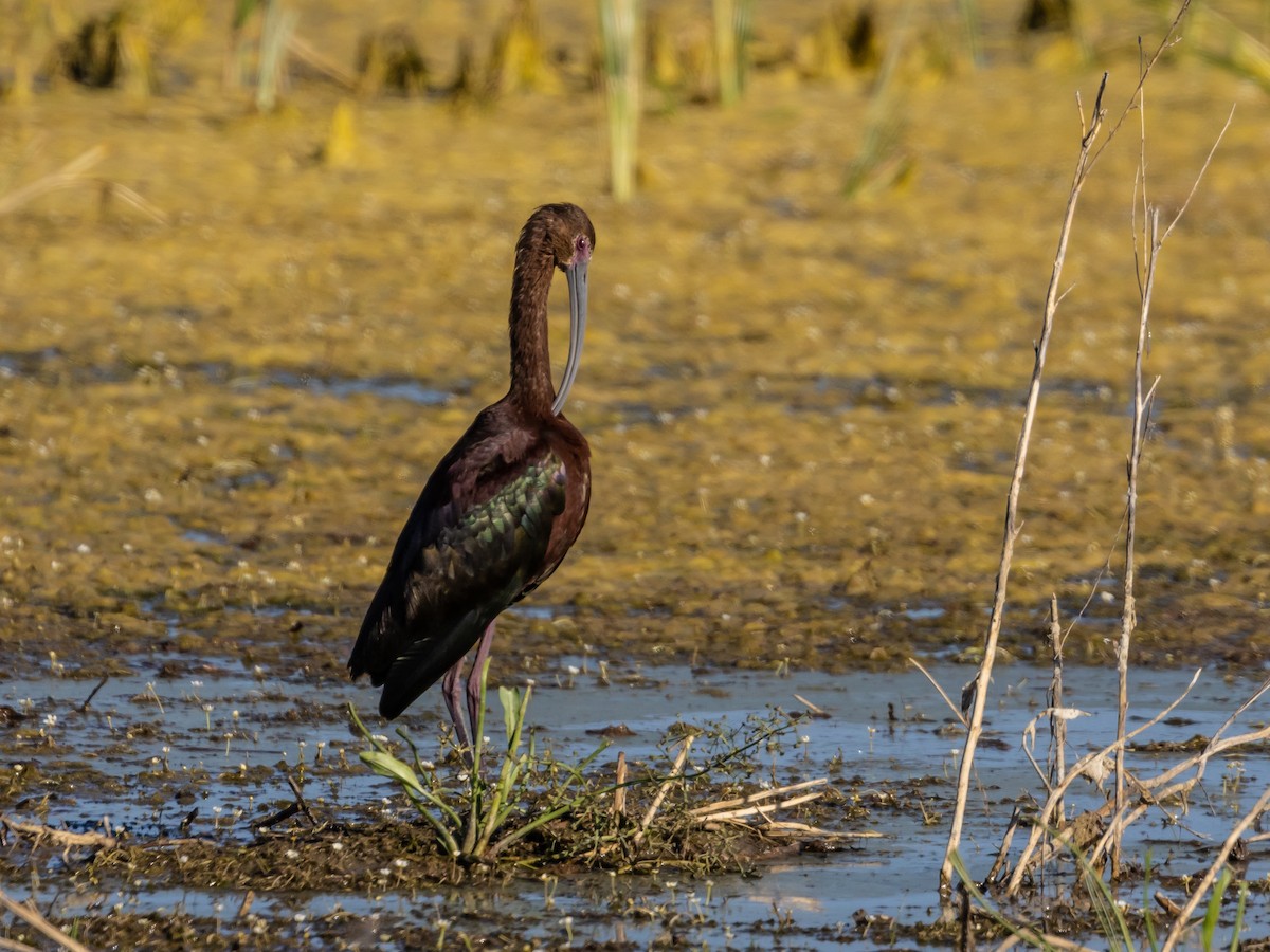 ibis americký - ML598401971