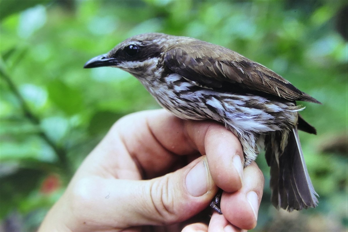 Stripe-breasted Rhabdornis - Werner Suter