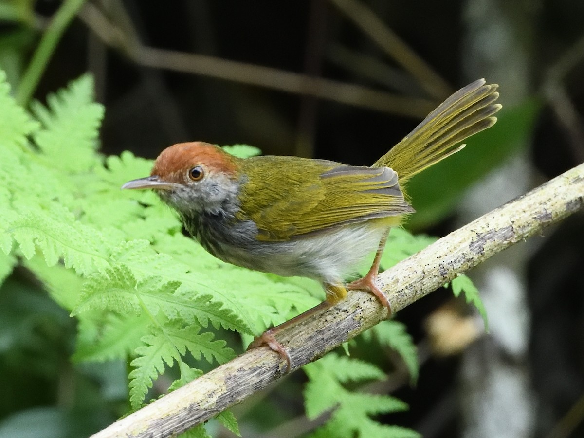 Dark-necked Tailorbird - Mike Chen