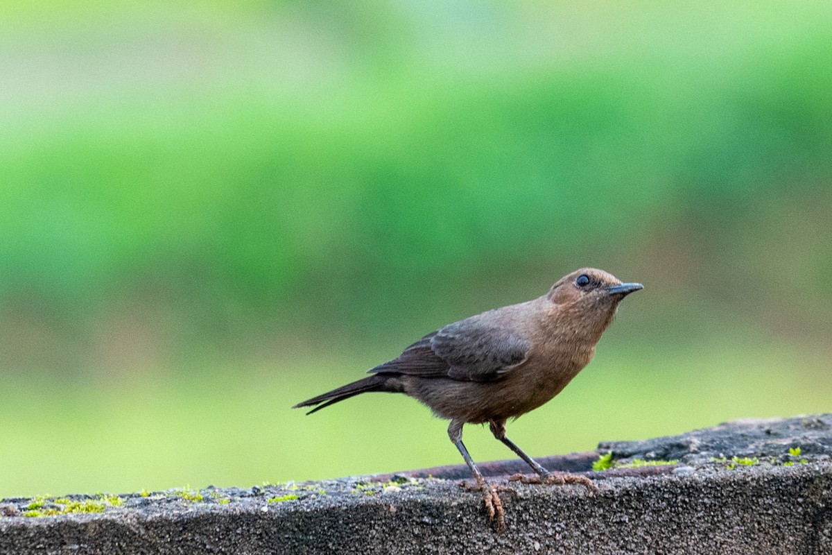 Brown Rock Chat - ML598402131