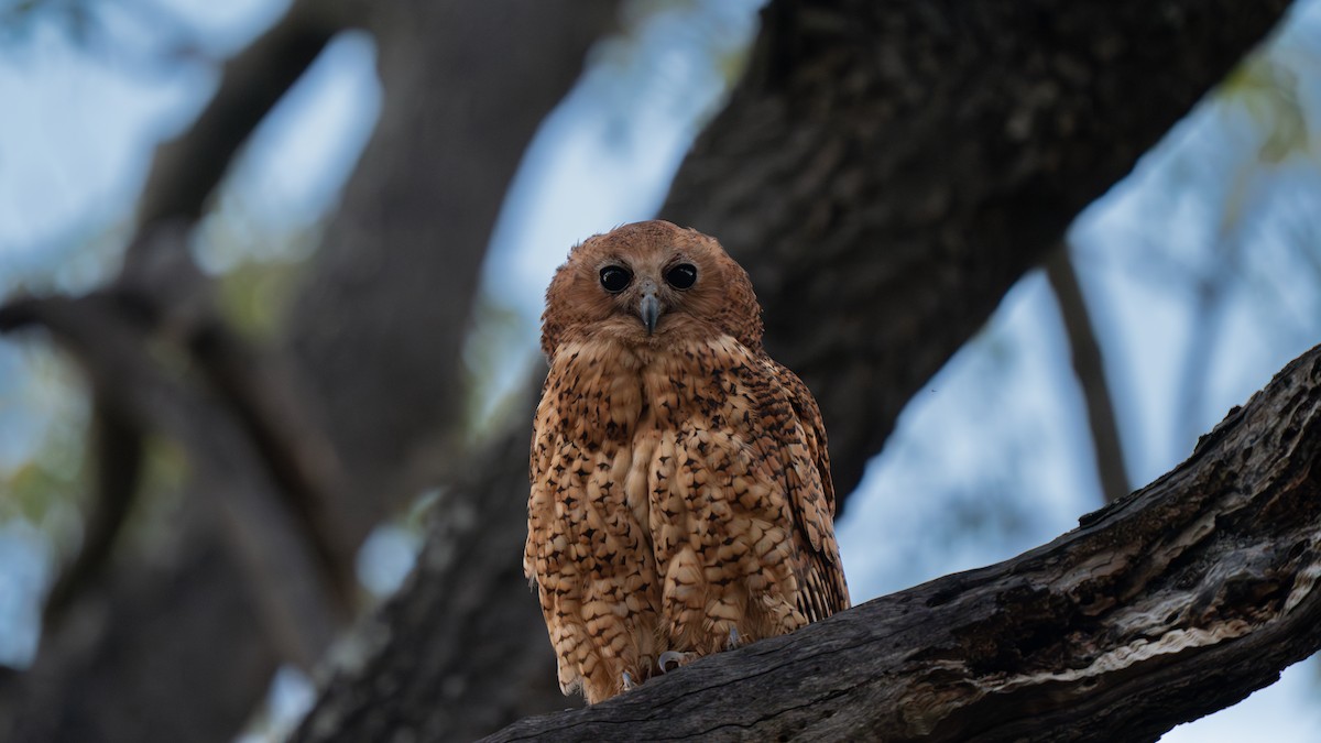 Pel's Fishing-Owl - Aaron Cutler