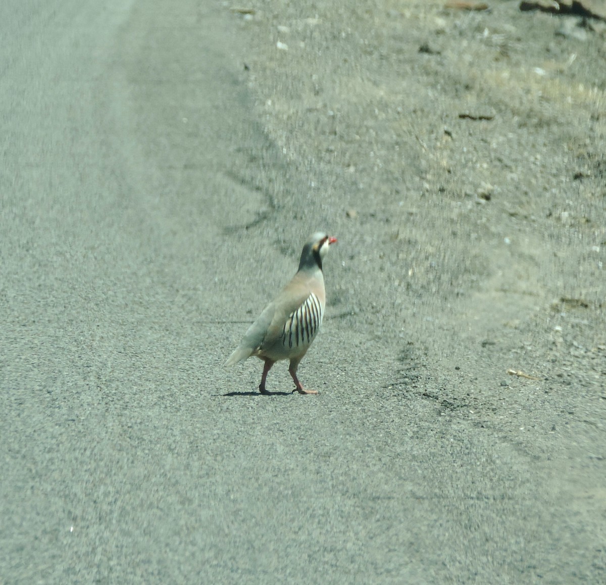 Chukar - Sylvia Maulding