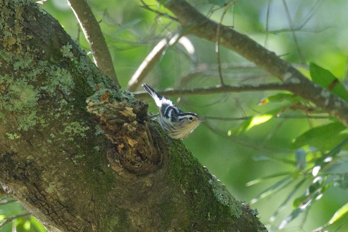 Black-and-white Warbler - ML598404531