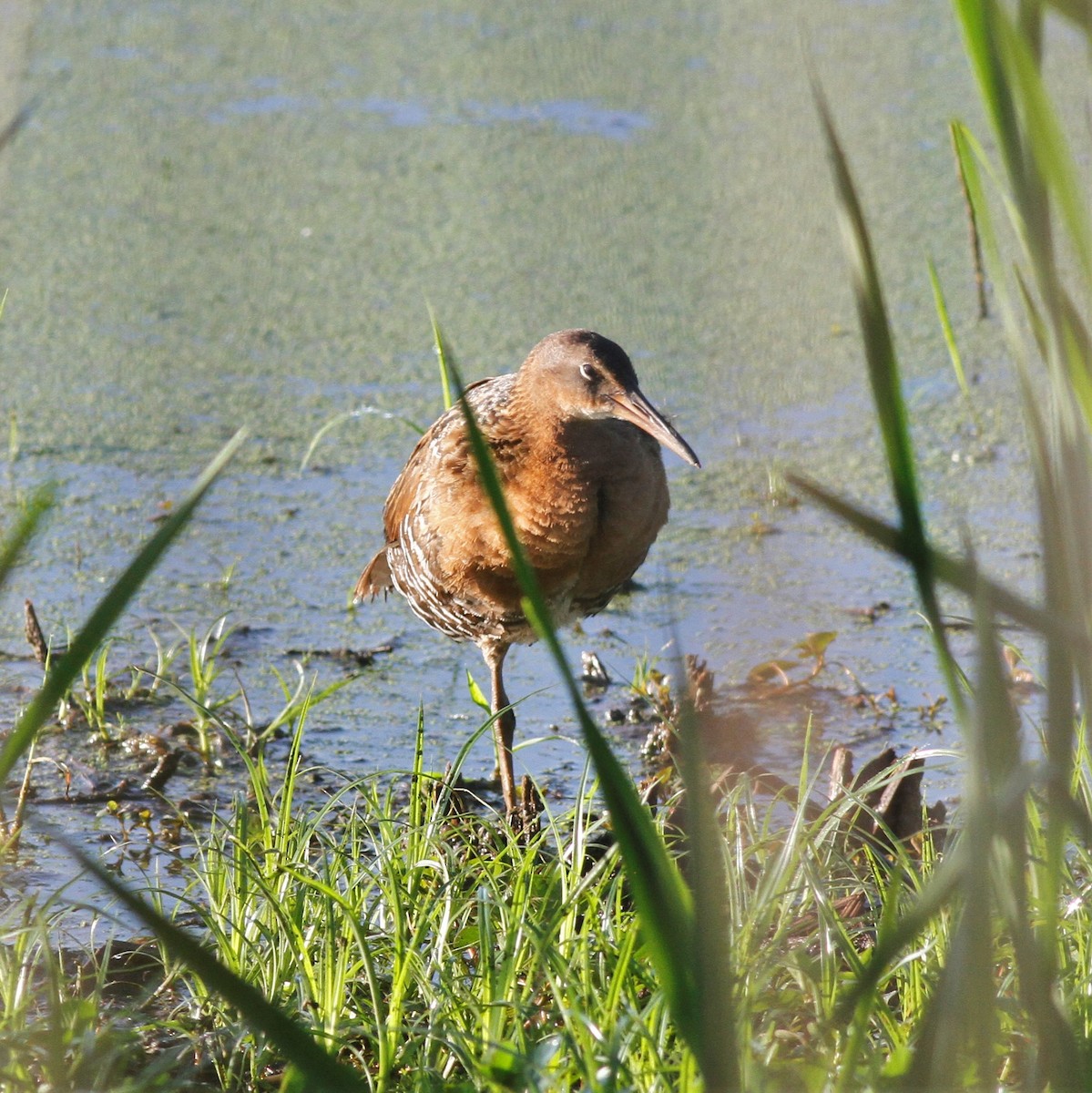 King Rail - ML598405051