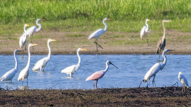 Roseate Spoonbill - ML598405321