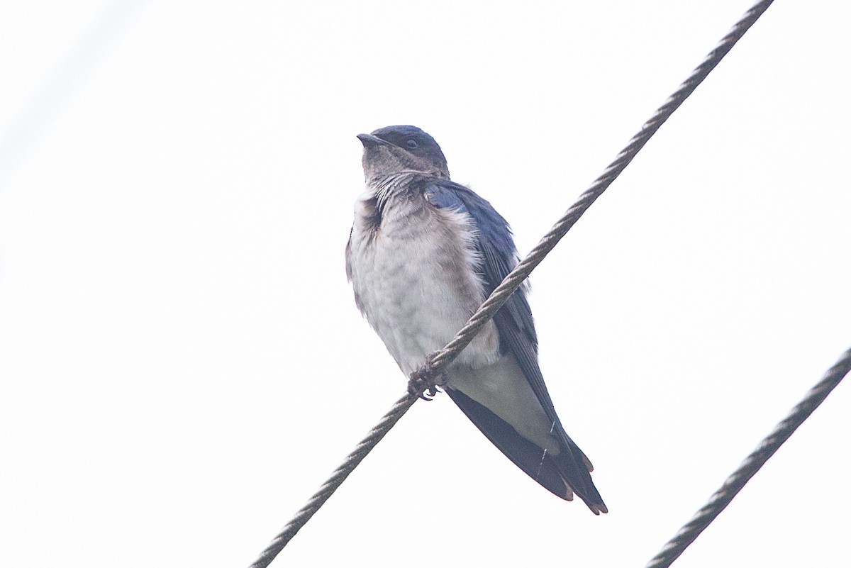 Gray-breasted Martin - ML598405461