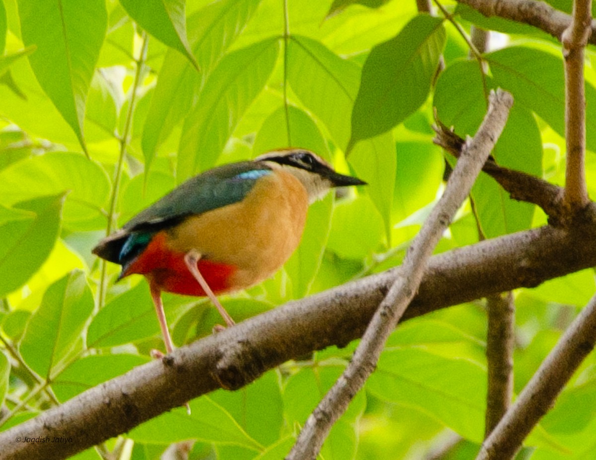 Indian Pitta - ML598405591